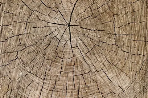 Close-up of tree rings and wood grain texture radiating from center point