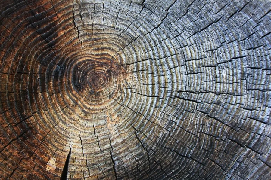 Detailed tree ring cross-section with concentric circles in brown and gray tones