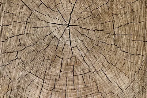 Macro view of tree rings and wood grain texture radiating from central point