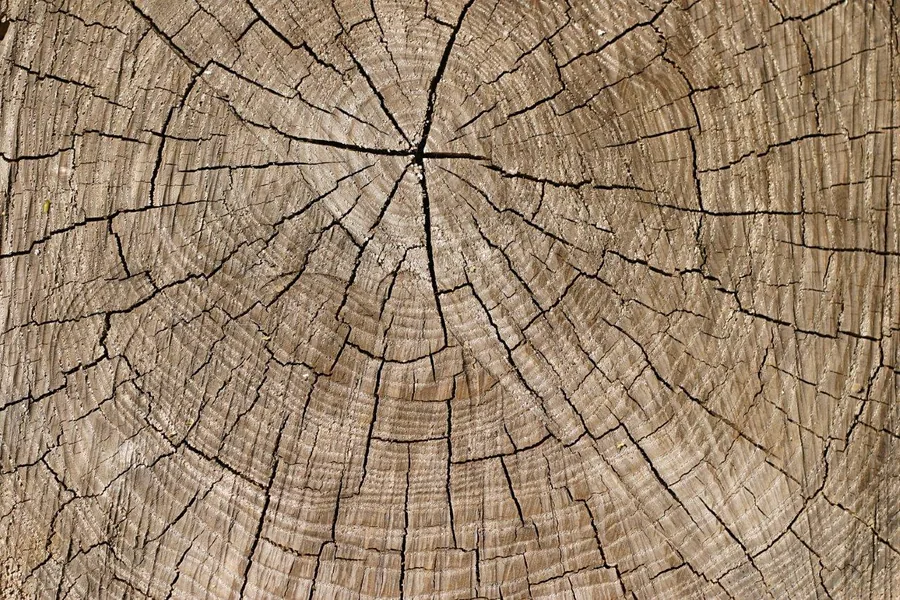 Macro view of tree rings and wood grain texture radiating from central point