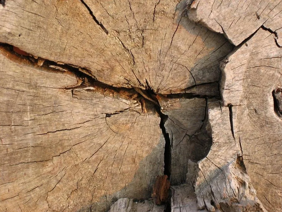 Detailed cross-section of weathered wood showing concentric growth rings and deep radial cracks with natural texture.
