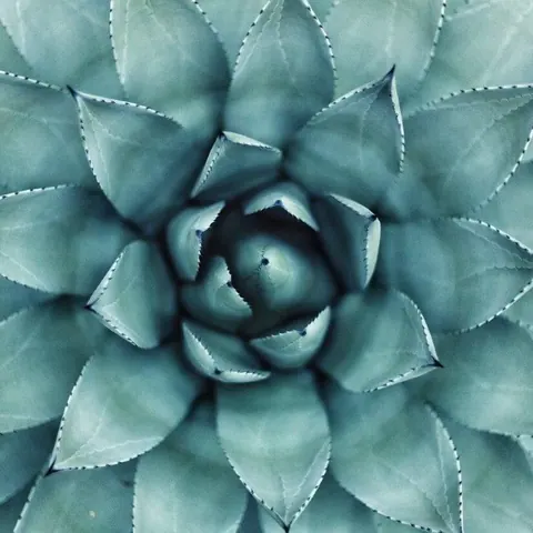 Agave Geometry wallpaper design