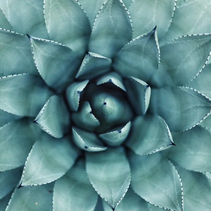 Agave Geometry wallpaper design