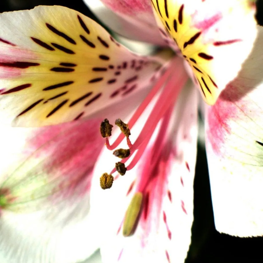 Alstroemeria Radiance wallpaper design