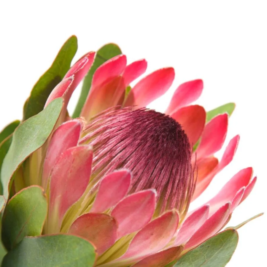 Blush Protea Bloom wallpaper design