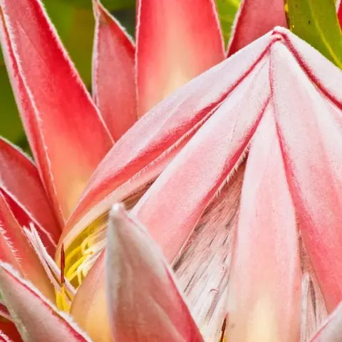 Blushing Petals wallpaper design