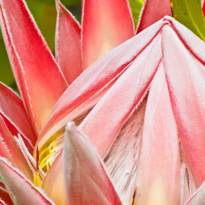 Blushing Petals wallpaper design