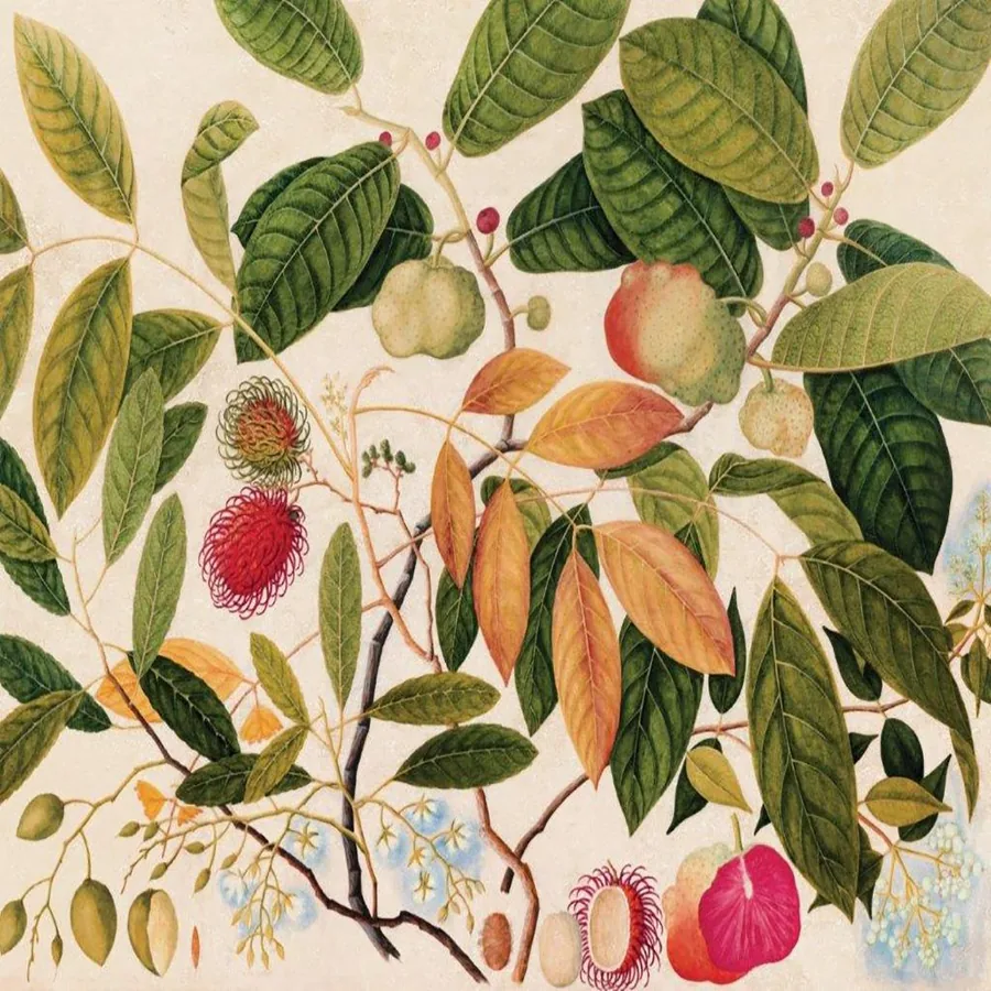 Botanical Fynbos Protea & Birds and Palms wallpaper design