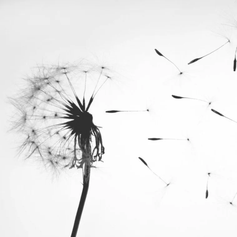 Dandelion Drift Monochrome wallpaper design