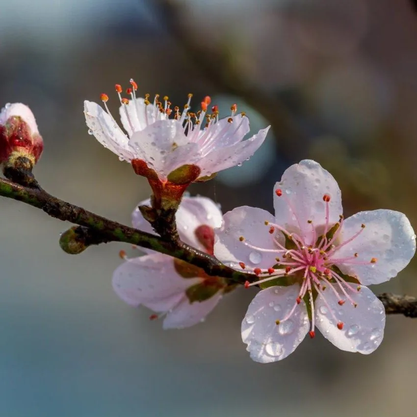 Dewdrop Blossom wallpaper design