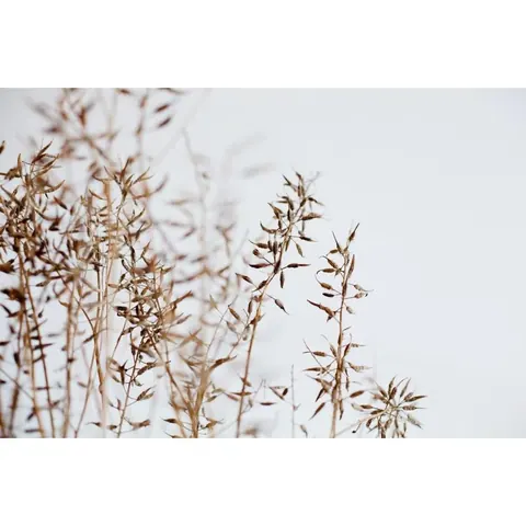 Dried Plants Against Clear Sky wallpaper design