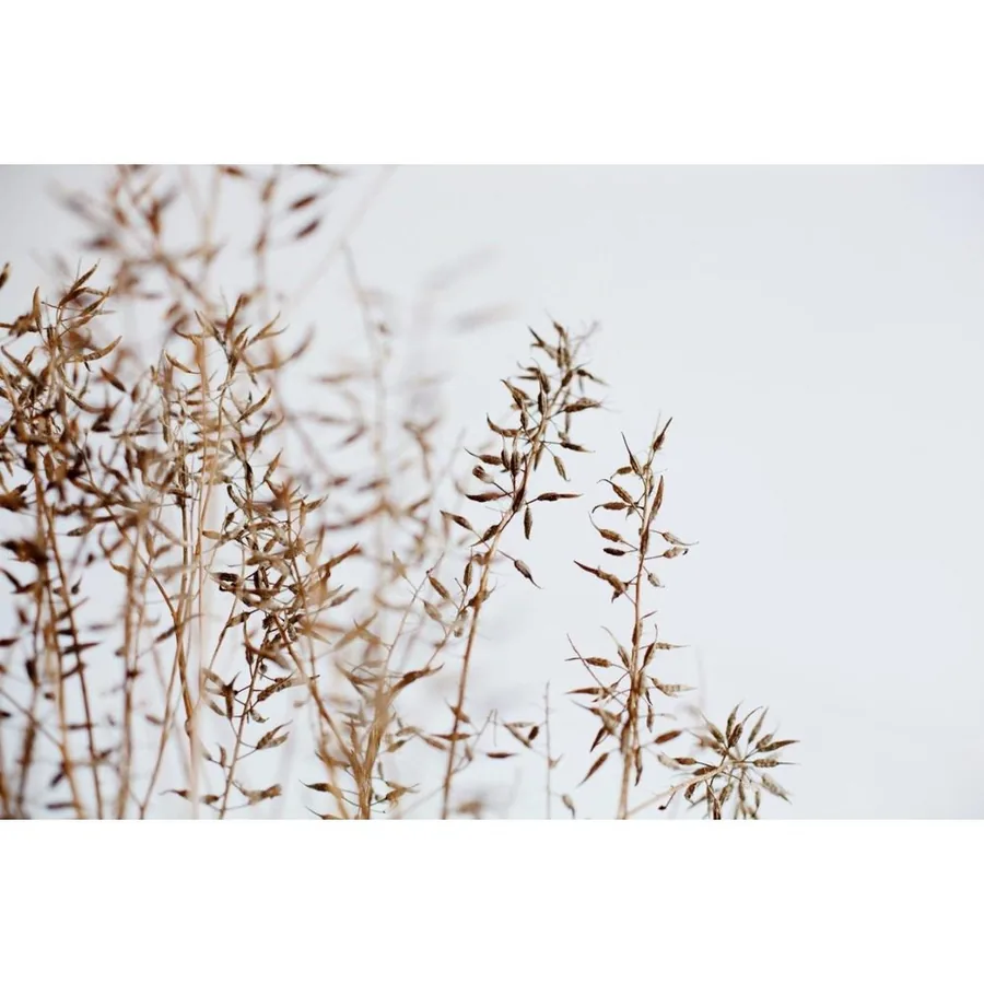 Dried Plants Against Clear Sky wallpaper design