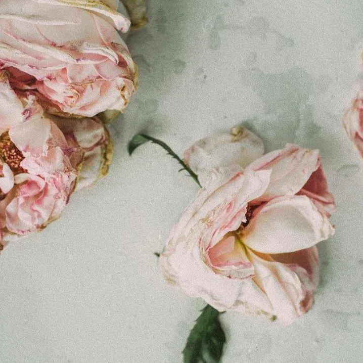 Faded Peony Dreams wallpaper design