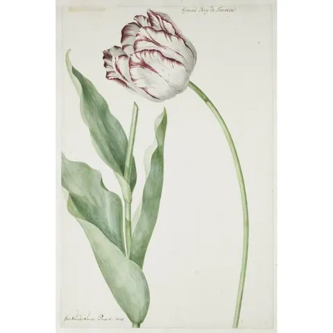 French Tulip Study wallpaper design