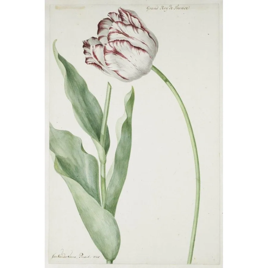 French Tulip Study wallpaper design