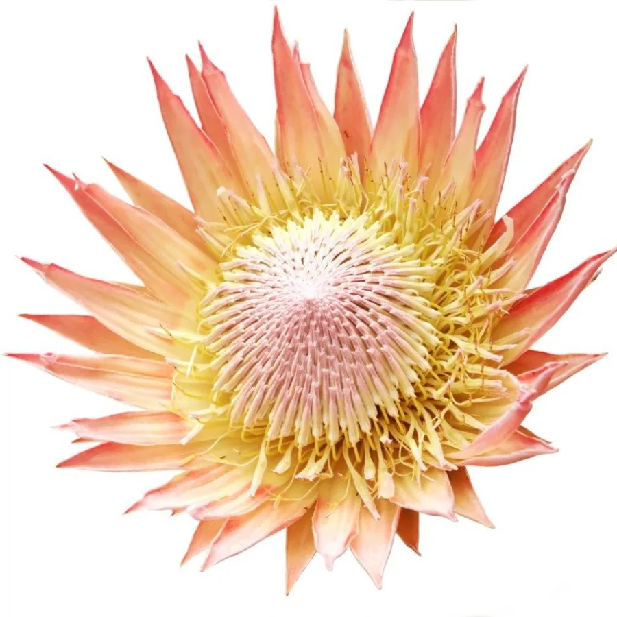 Golden Protea Majesty wallpaper design