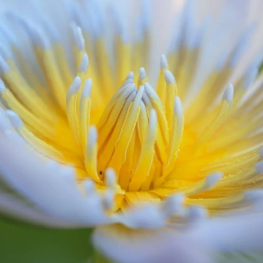 Golden Water Lily wallpaper design