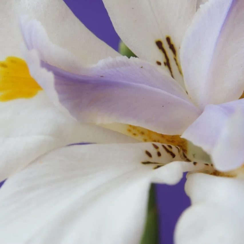 Iris Serenity wallpaper design