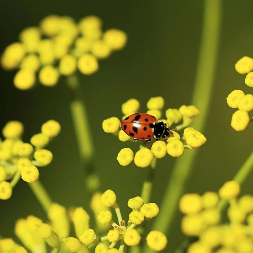 Ladybird Meadow Bloom wallpaper design