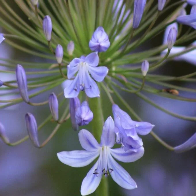 Lavender Whispers Agapanthus wallpaper design