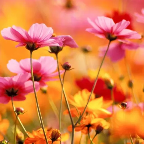 Meadow Glow wallpaper design