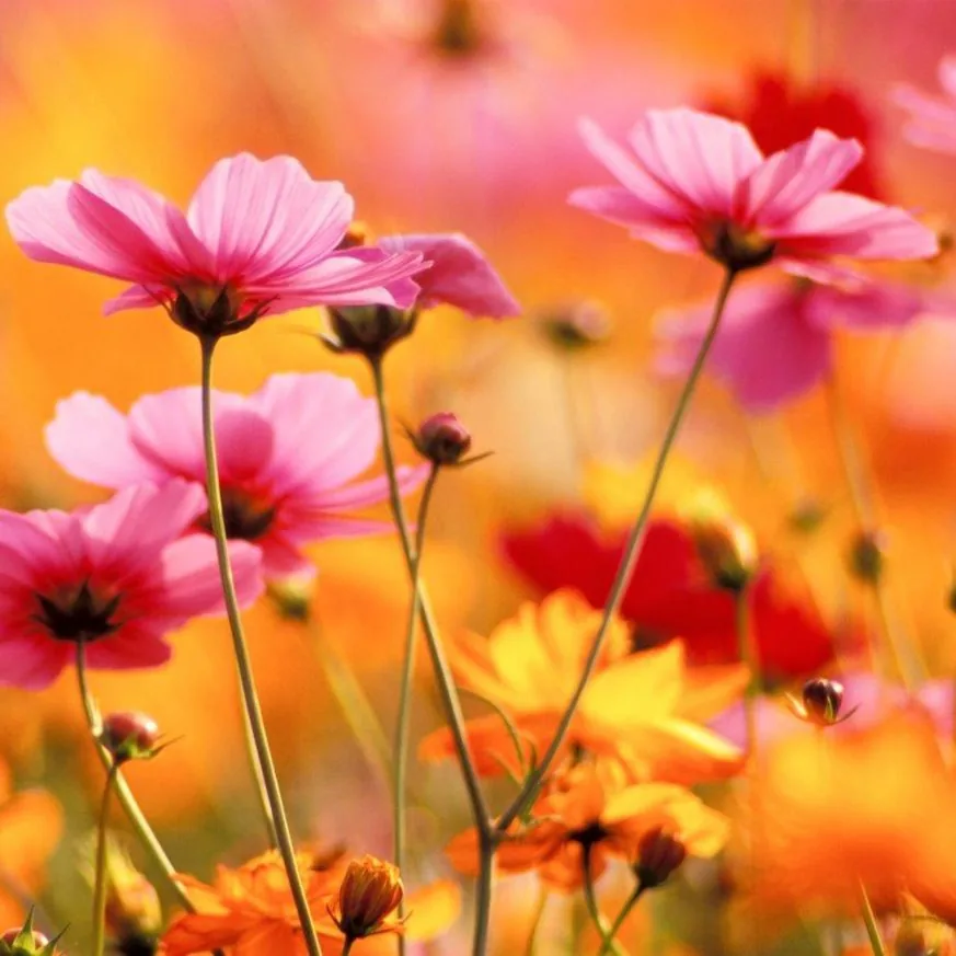 Meadow Glow wallpaper design