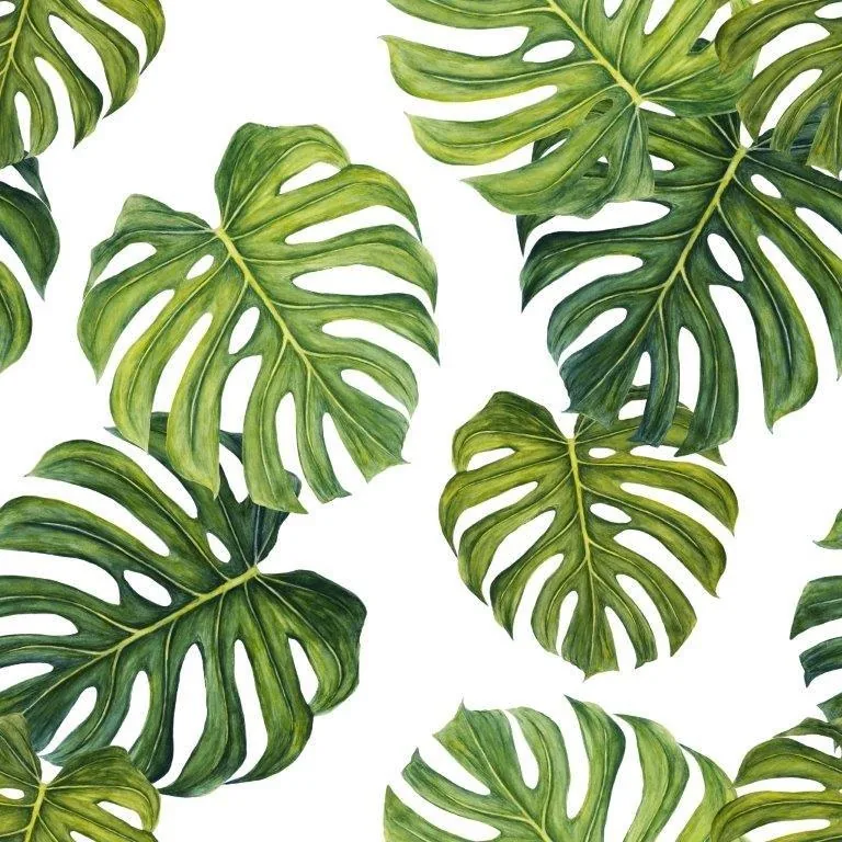Monstera Muse wallpaper design