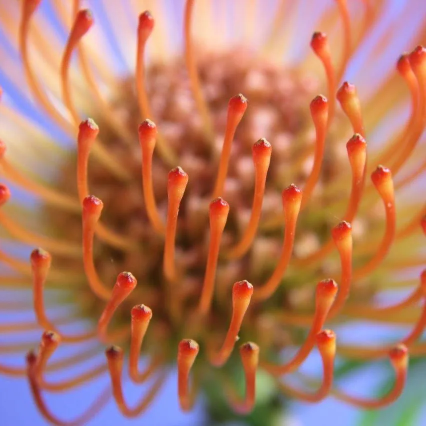 Pincushion Protea wallpaper design