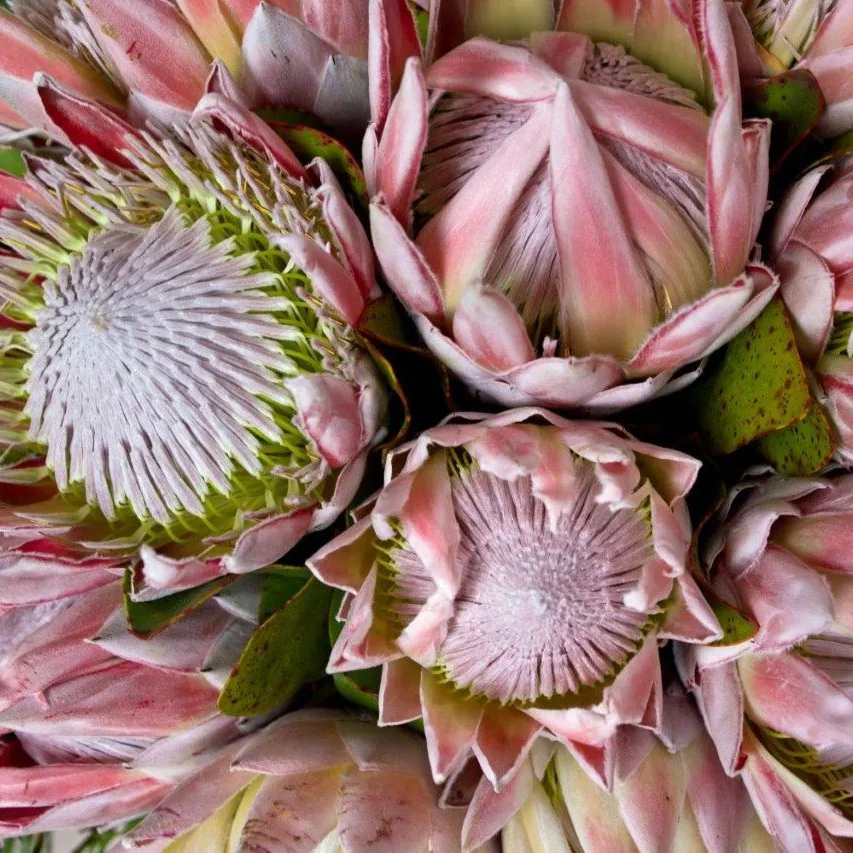 Protea Cluster wallpaper design