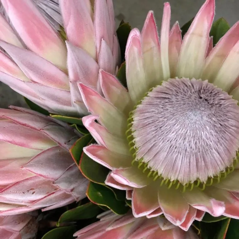Protea Harmony wallpaper design