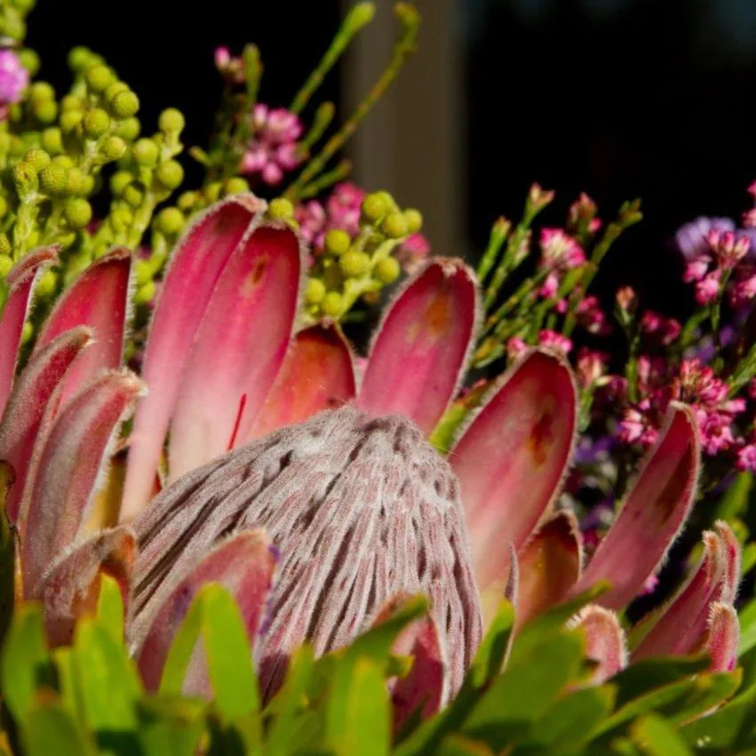 Protea Meadow wallpaper design