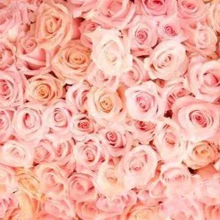 Rose Blush wallpaper design