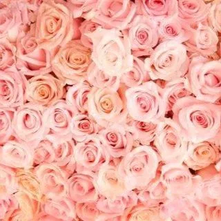 Rose Blush wallpaper design