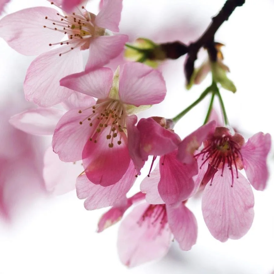 Sakura Whisper wallpaper design