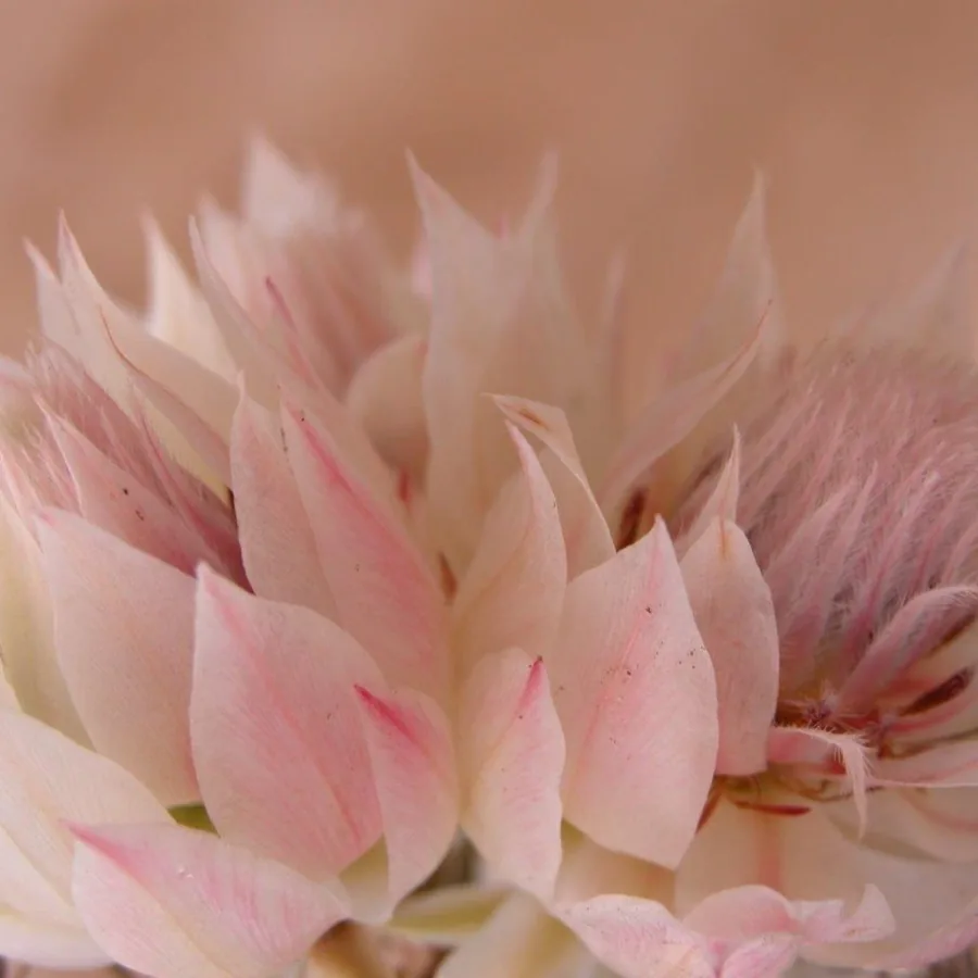 Soft Protea Petal Blush wallpaper design