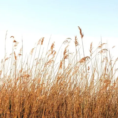 Sunlit Reeds wallpaper design