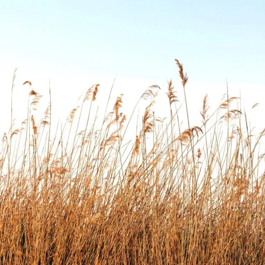 Sunlit Reeds wallpaper design