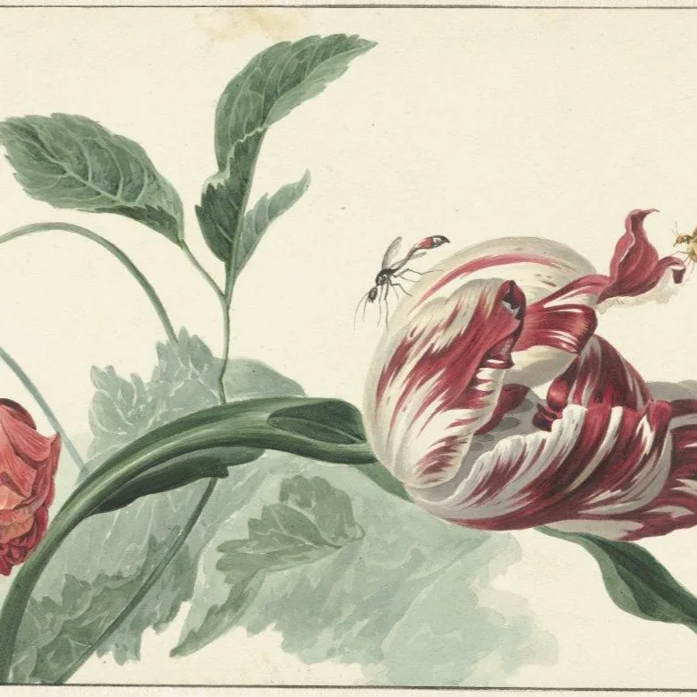 Tulip Whispers wallpaper design