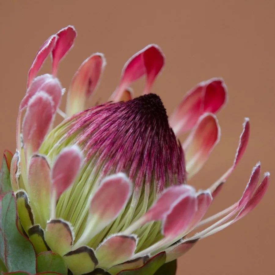 Velvet Protea Petal wallpaper design