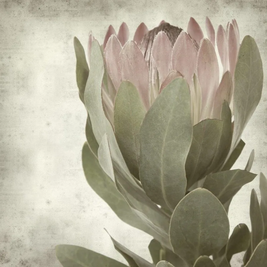 Vintage Protea Botanical wallpaper design
