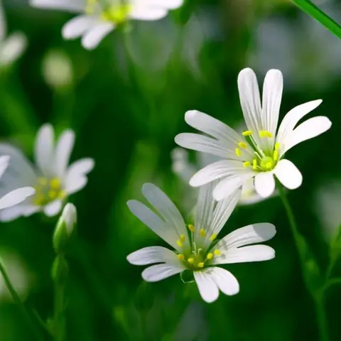 Whispering Petals wallpaper design