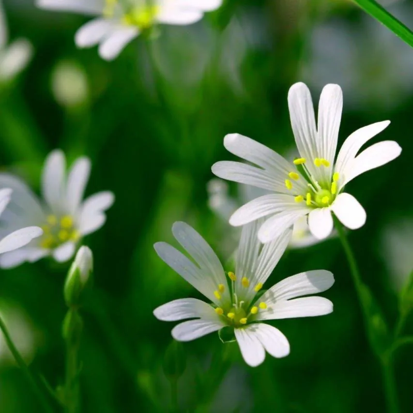 Whispering Petals wallpaper design