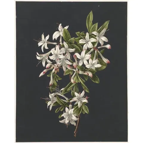 White Azalea Botanical Study wallpaper design
