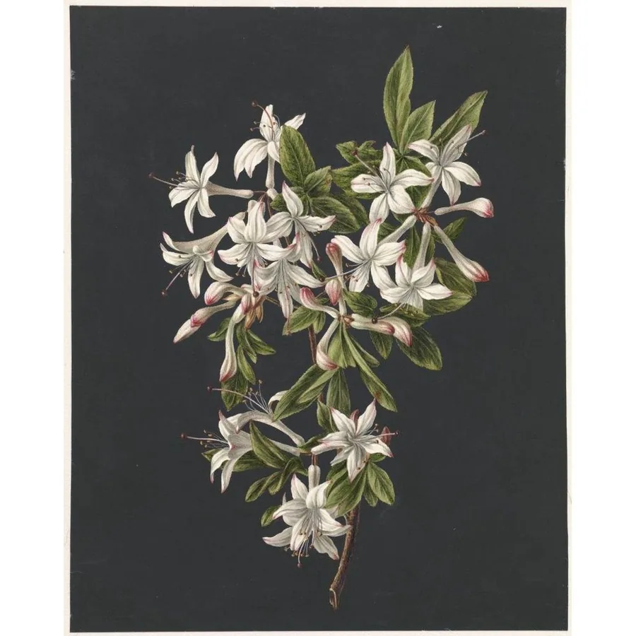 White Azalea Botanical Study wallpaper design