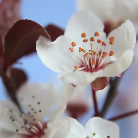 White Blossom Tranquility wallpaper design