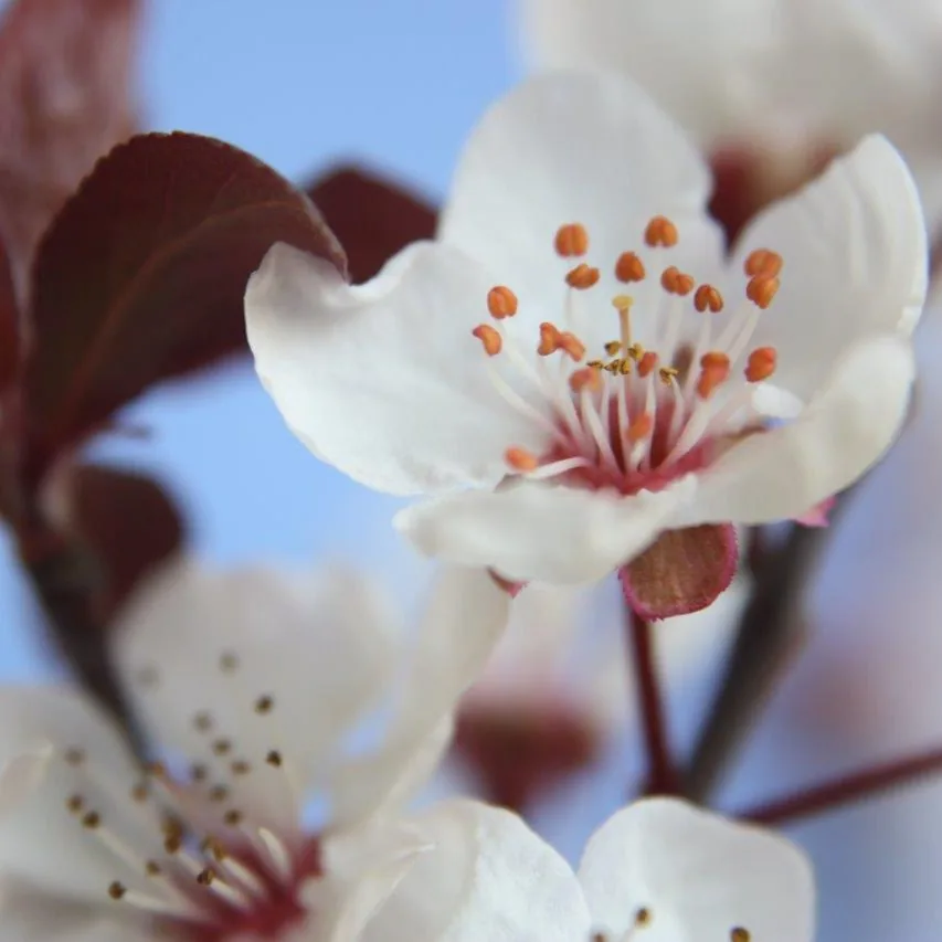 White Blossom Tranquility wallpaper design