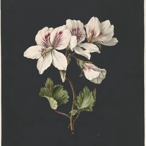 White Geranium Grace wallpaper design