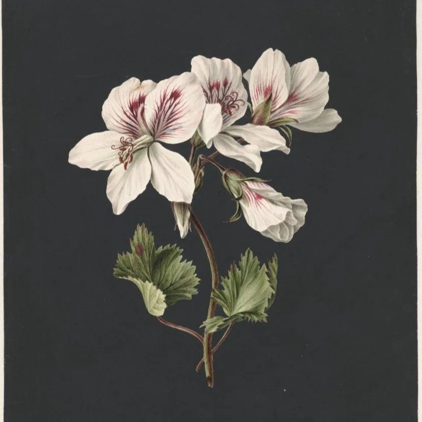 White Geranium Grace wallpaper design