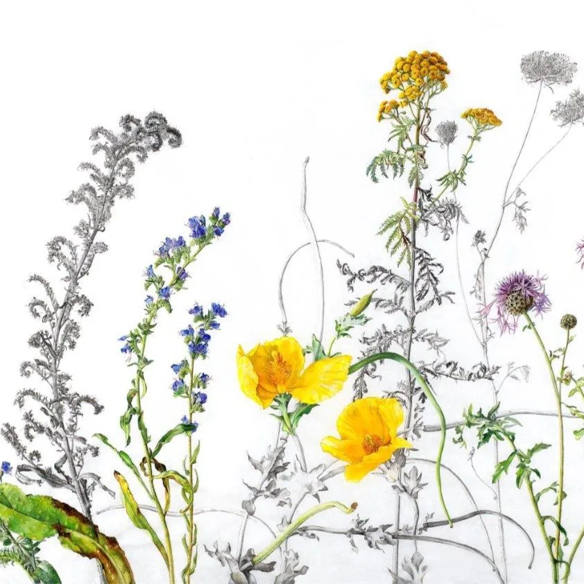 Wild Meadow Sketch wallpaper design