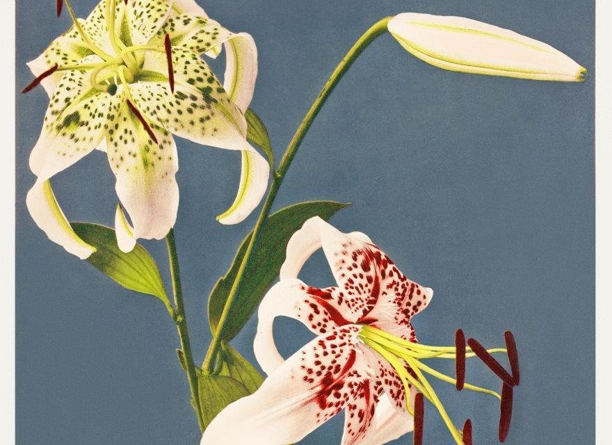 1_smart-art-floral-botanical-design-lily-photography